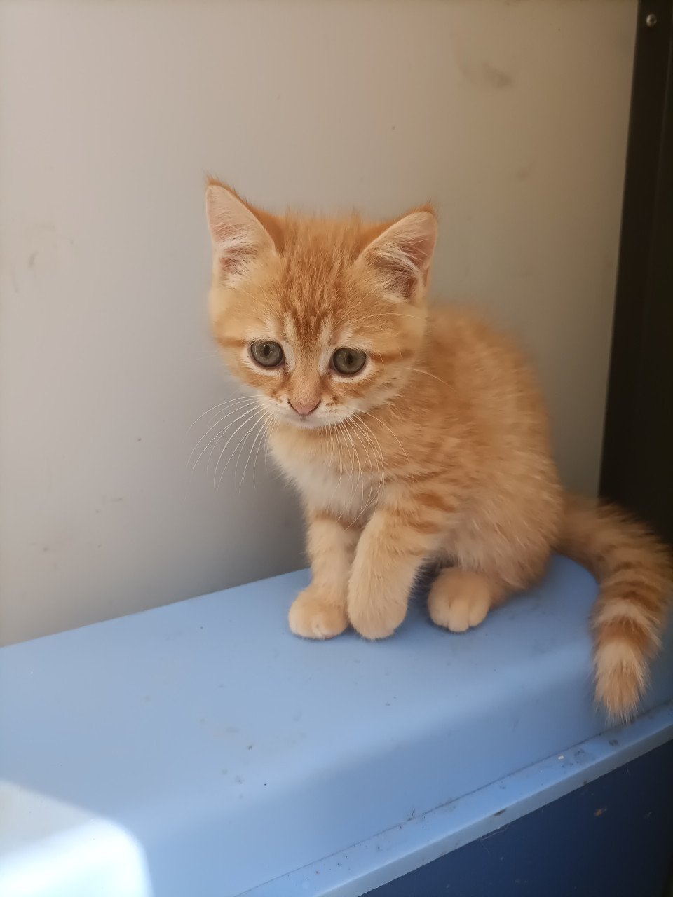 Kruising kittens