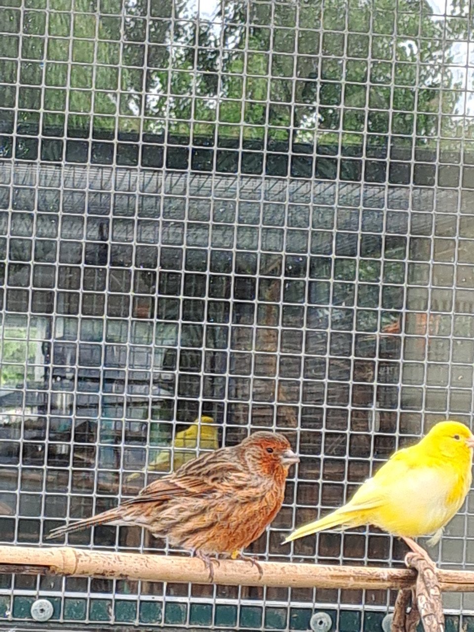 Kanarie popje rood