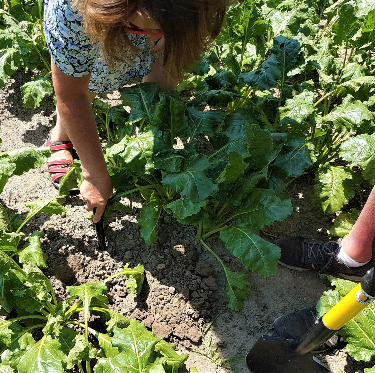 Metaaldetectie workshops op landerijen en akkers