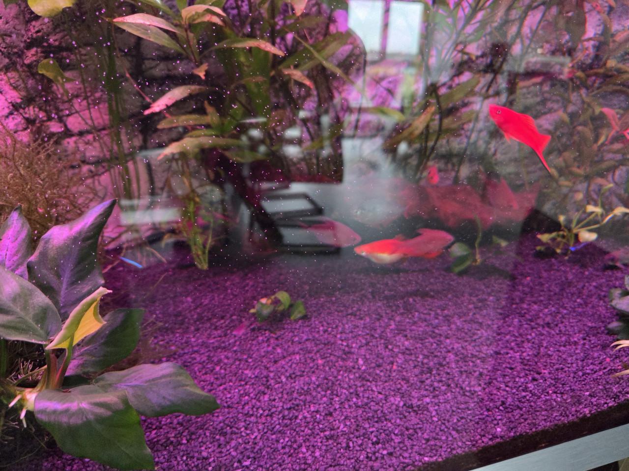 Vissen plus planten voor zoet water Aquarium