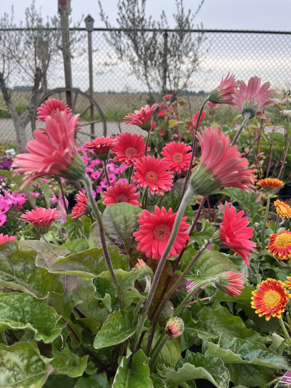 Gerbera €5