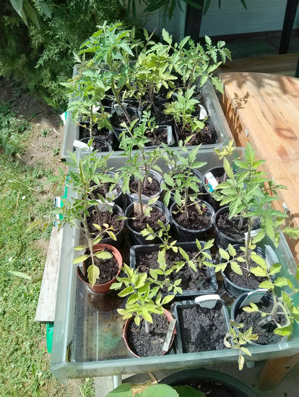 Bloemkool-Tomaten-Augurkenplantjes