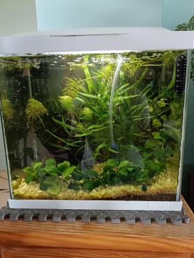 Aquarium 25 liter compleet
