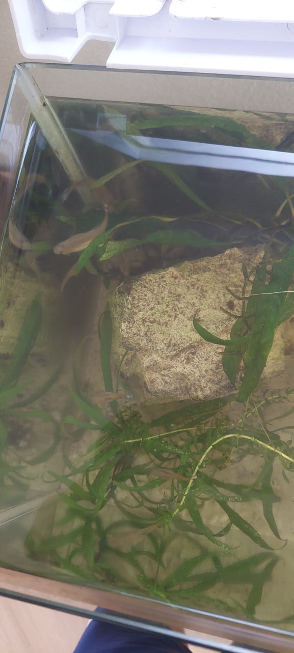 Compleet aquarium met vissen