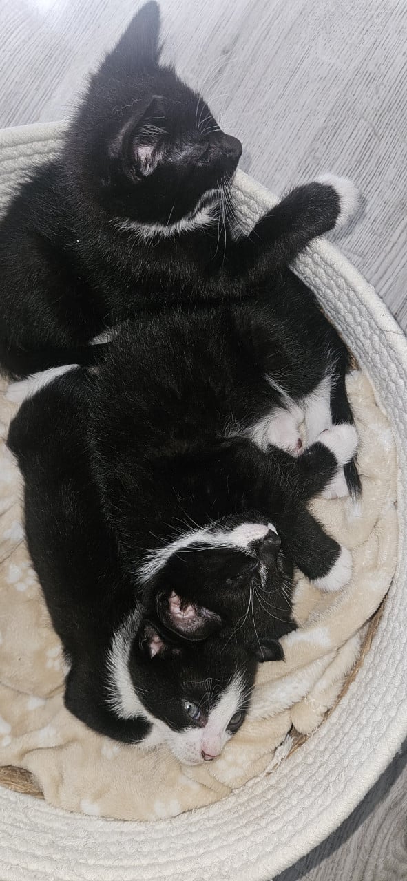 Kittens