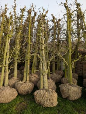 Conference Perenbomen 20 jaar oud