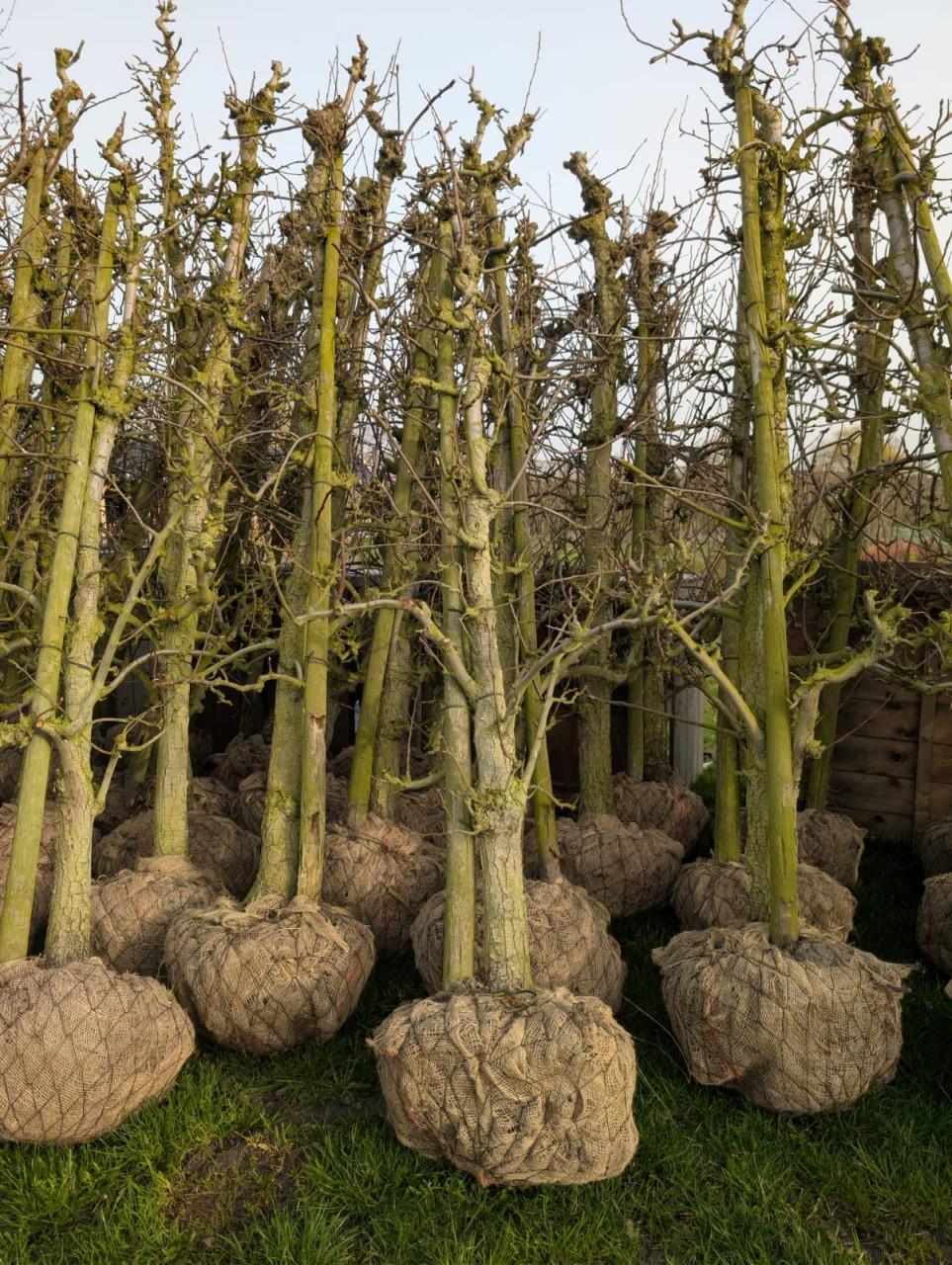 Conference Perenbomen 20 jaar oud