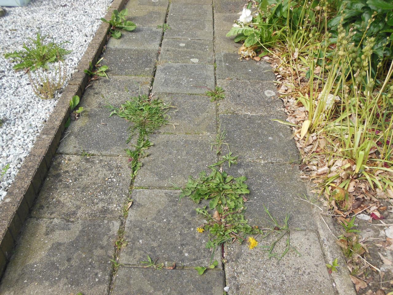 Tuinonderhoud & hulp in de tuin – betaalbaar en betrouwbaar (Zeeland)