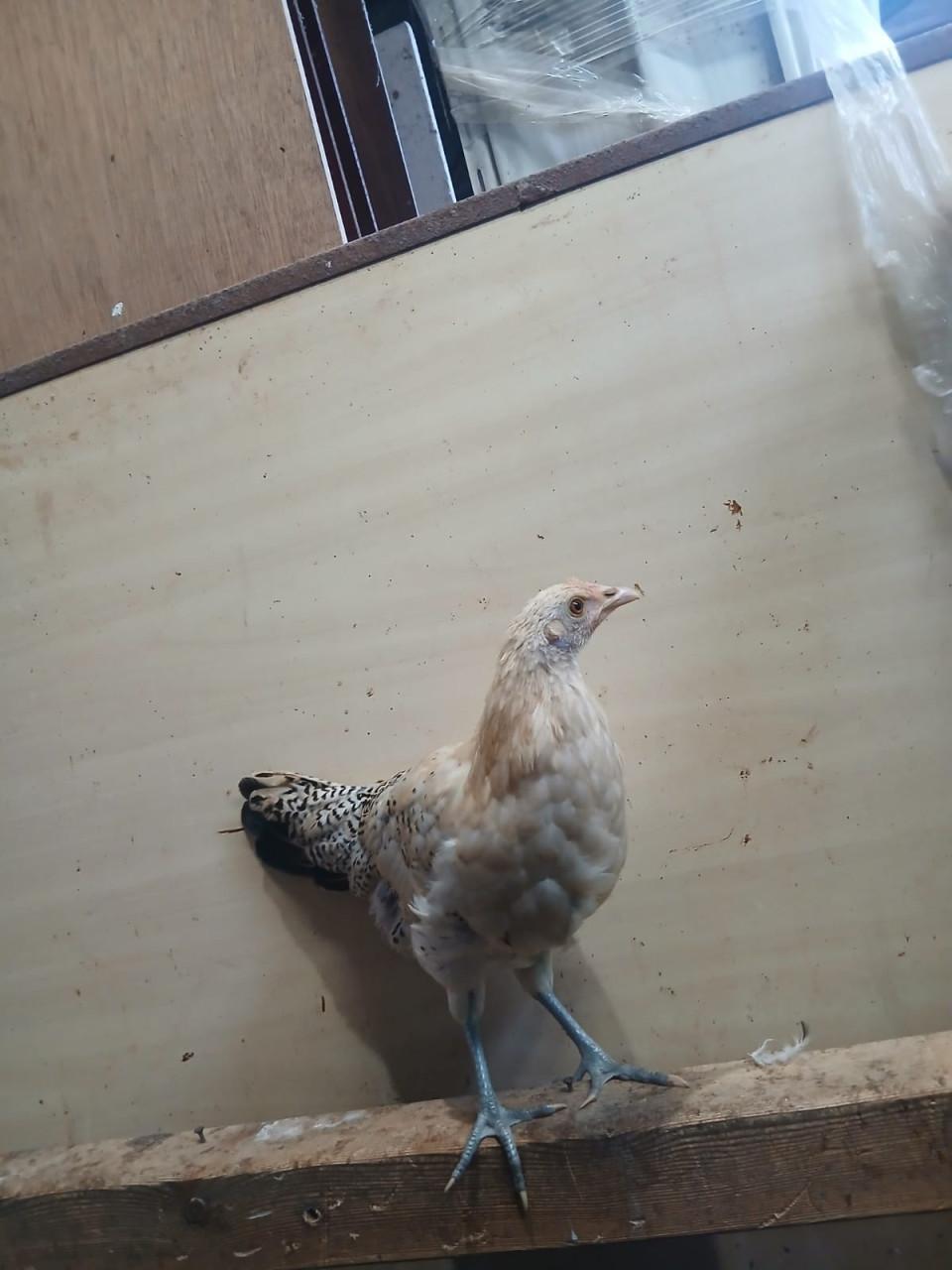 Fries hoen kippen