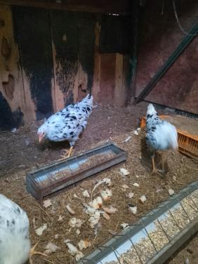 3 bonte leghennen