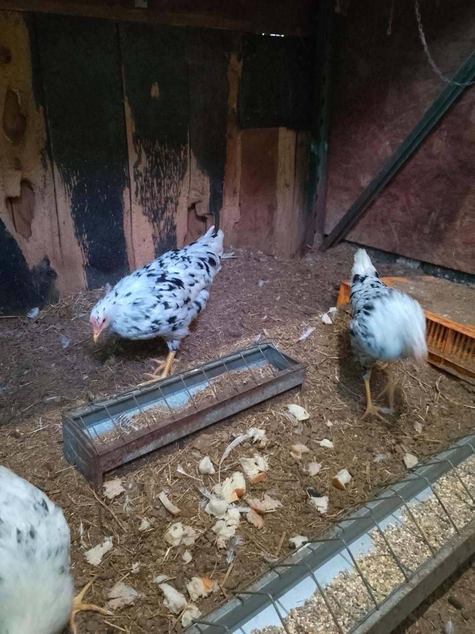 3 bonte leghennen