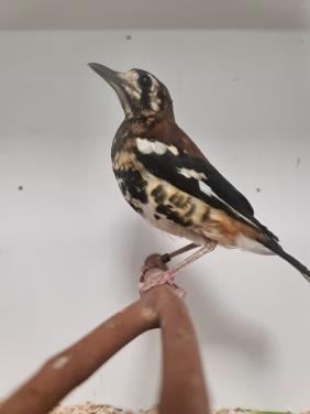 3-3 kastanjerug lijsters