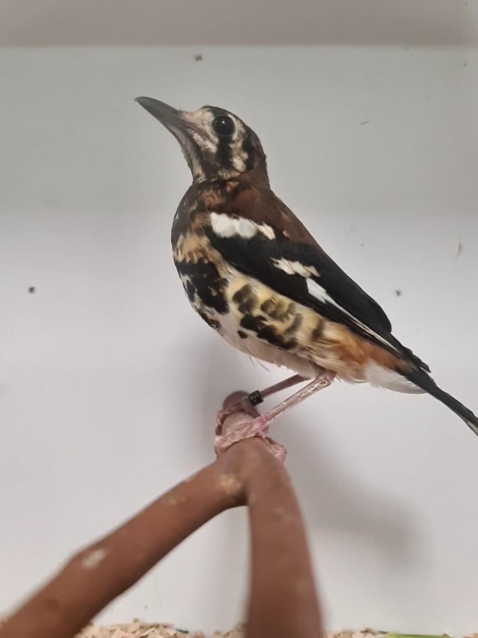 3-3 kastanjerug lijsters