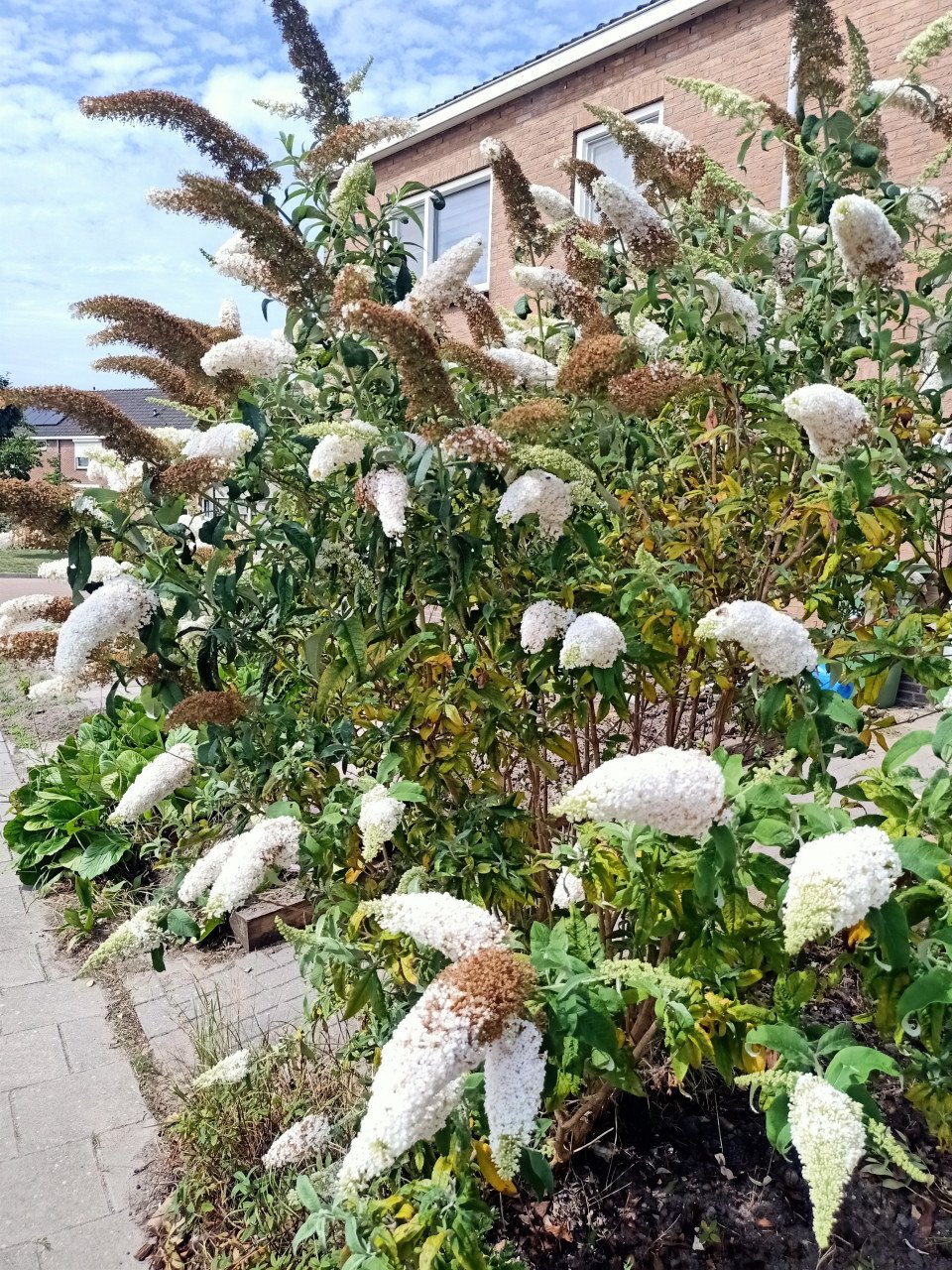 Vlinderstruik