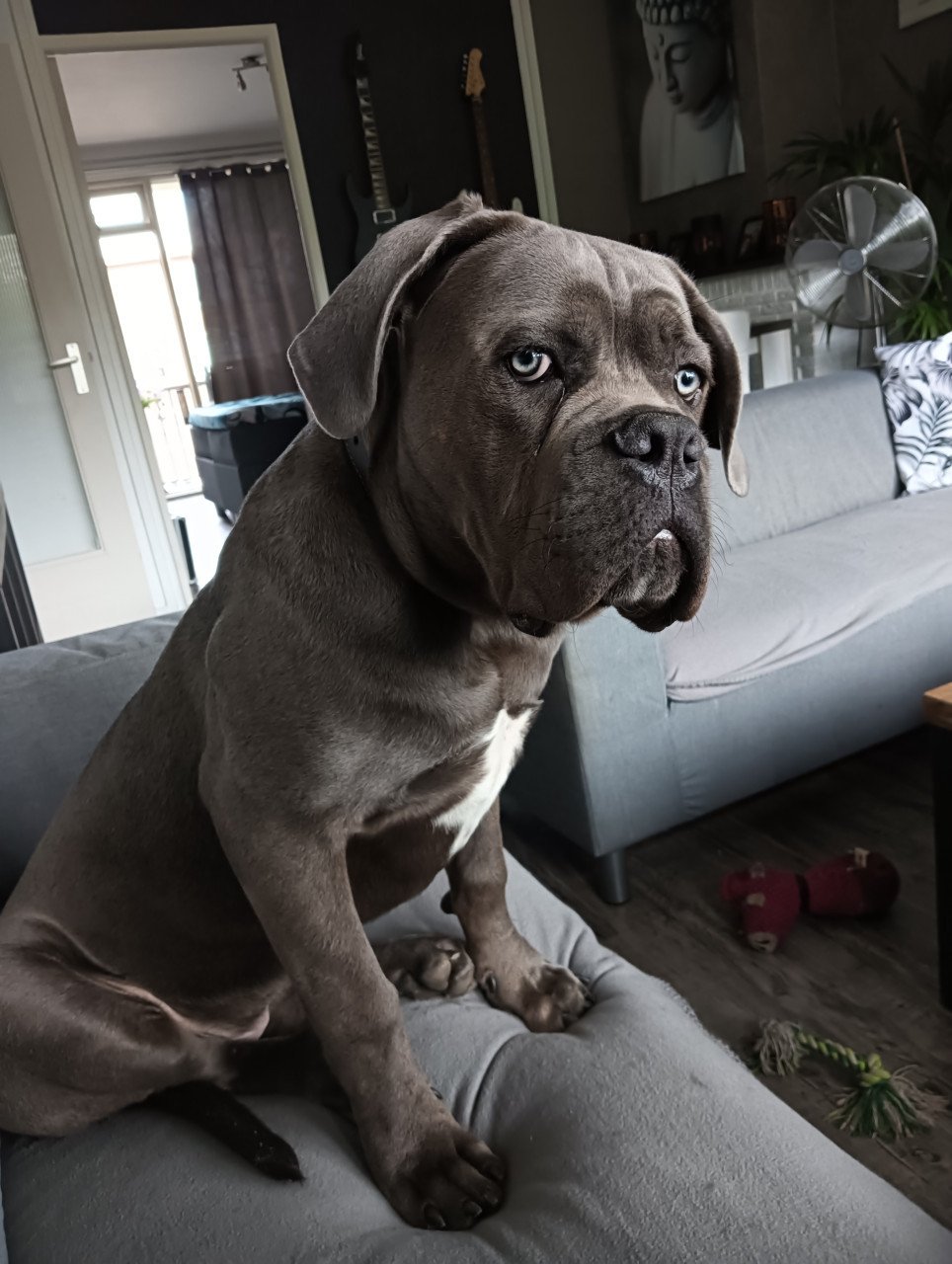 Cane Corso