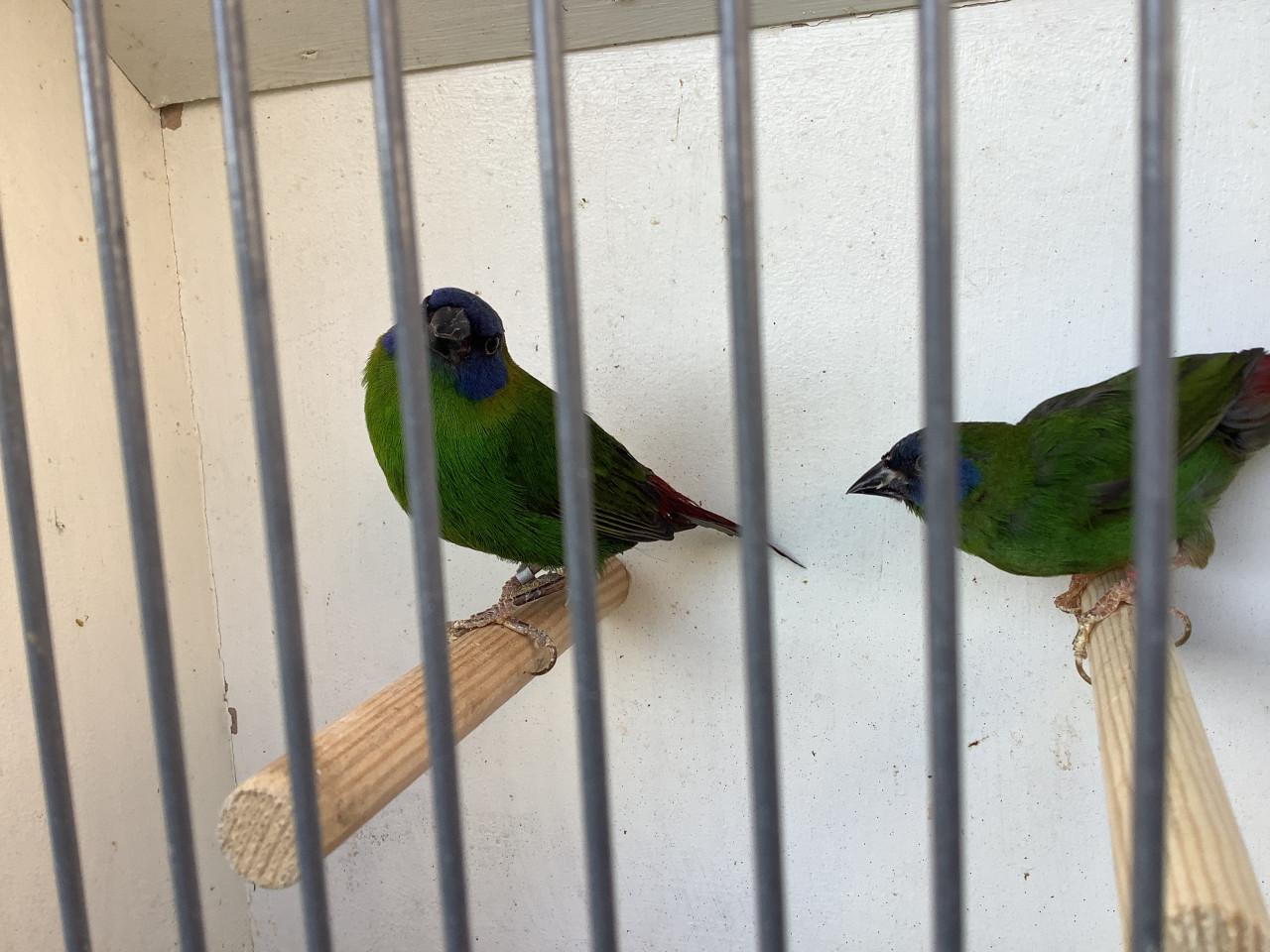 Koppel  Driekleur Papegaaiamadines