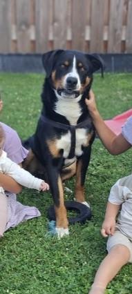 Zwitserse Appenzeller Sennenhond 1,5 jaar