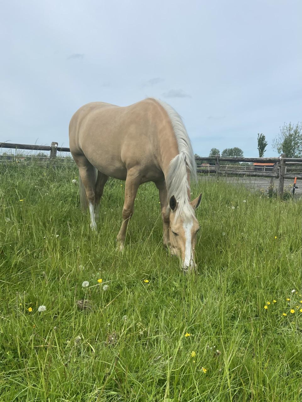 6-jarige Palomino PRE merrie