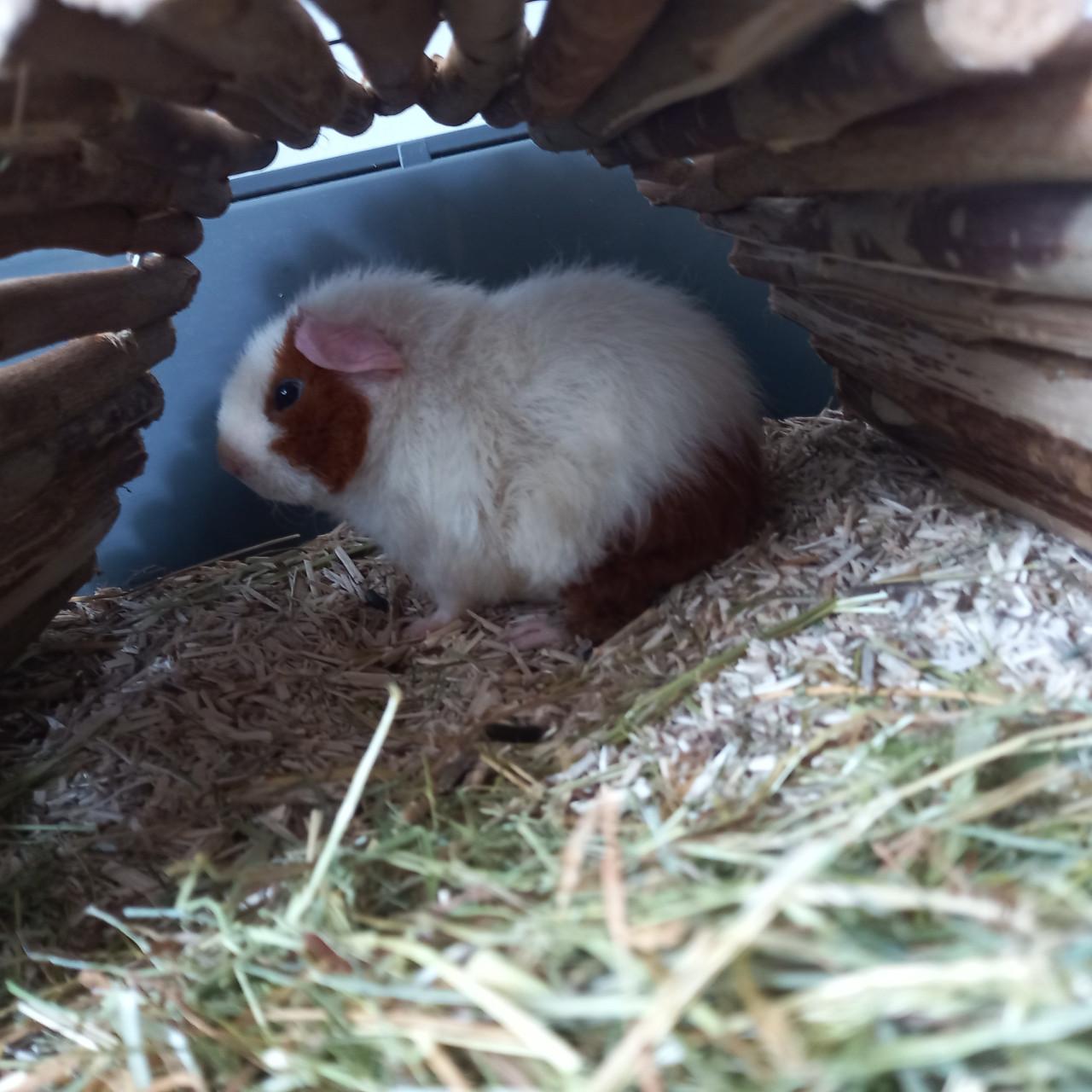 Knappe Bono en Zuko zoeken een nieuw huisje