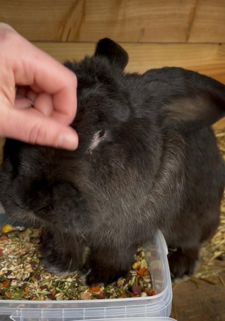 Raszuivere duitse reus, ram!