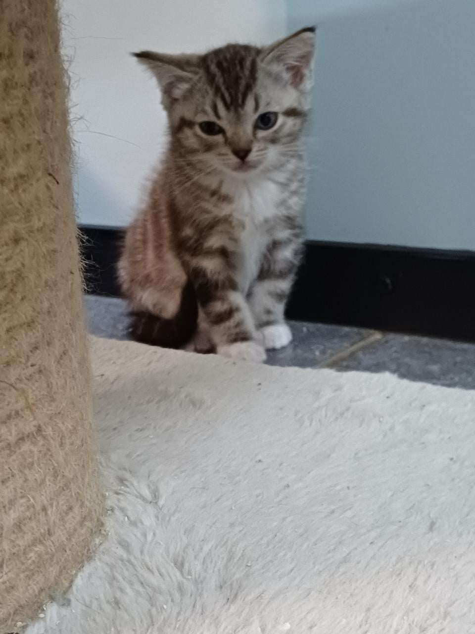 Super mooi Britse Korthaar x Ragdoll Katertje beschikbaar.