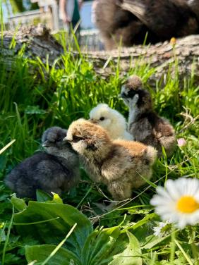 Broedeieren Zijdehoentjes