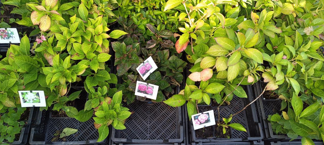 Mooie Hortensia's te diverse kleuren en soorten ! Nu 3 voor €10,-
