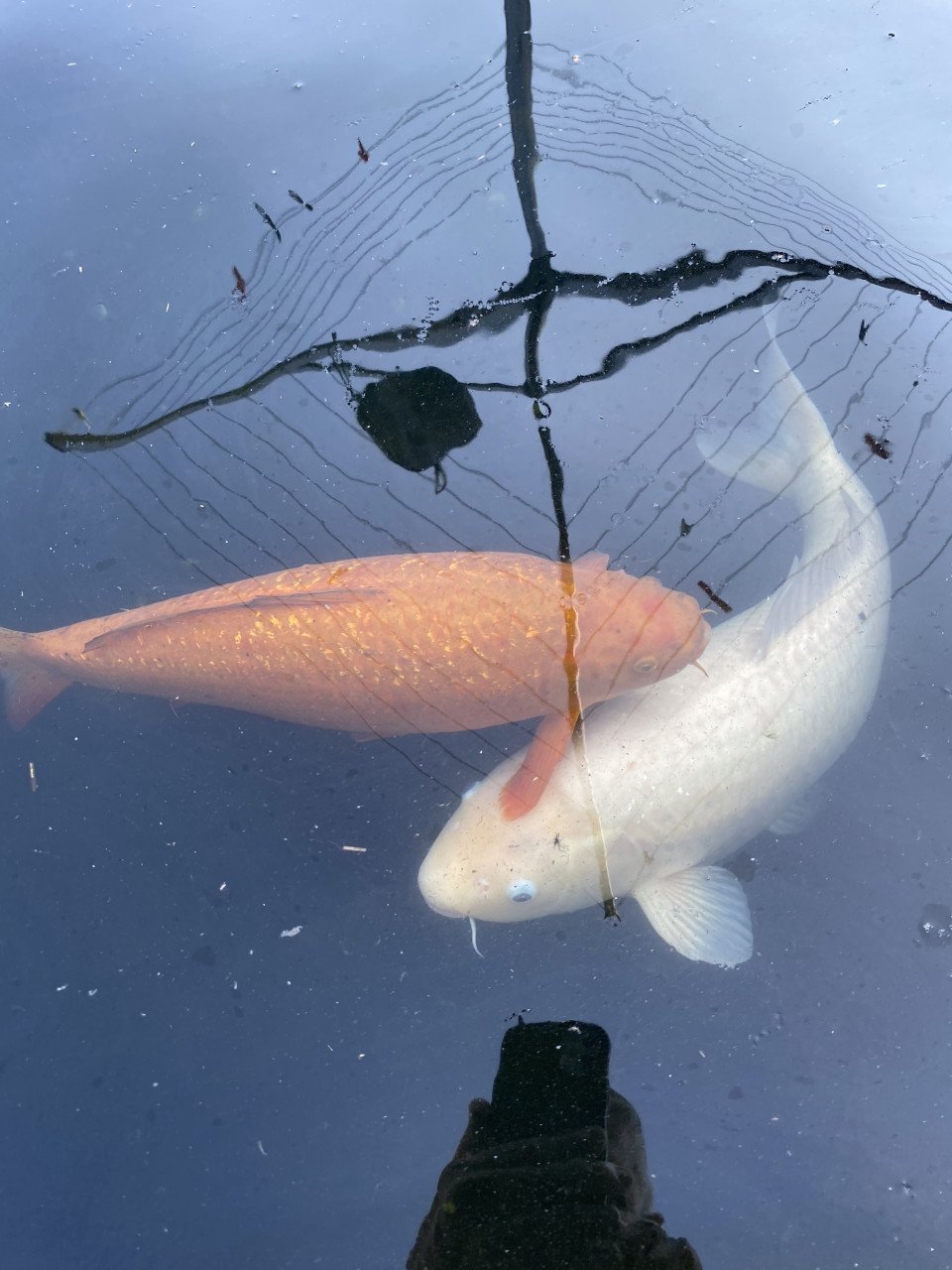 5 Koi karpers te koop ongv 50-70cm