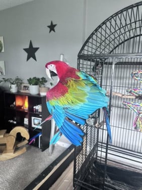 Very Active Green-winged Macaw parrot available