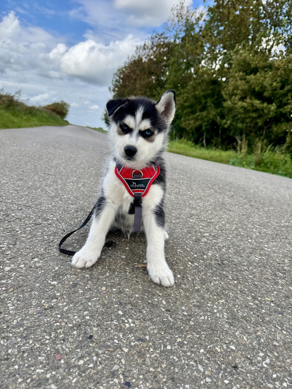 Pomsky Pups blue eyes