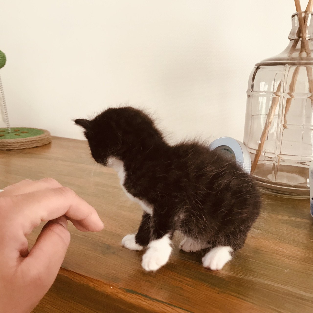 Kittens