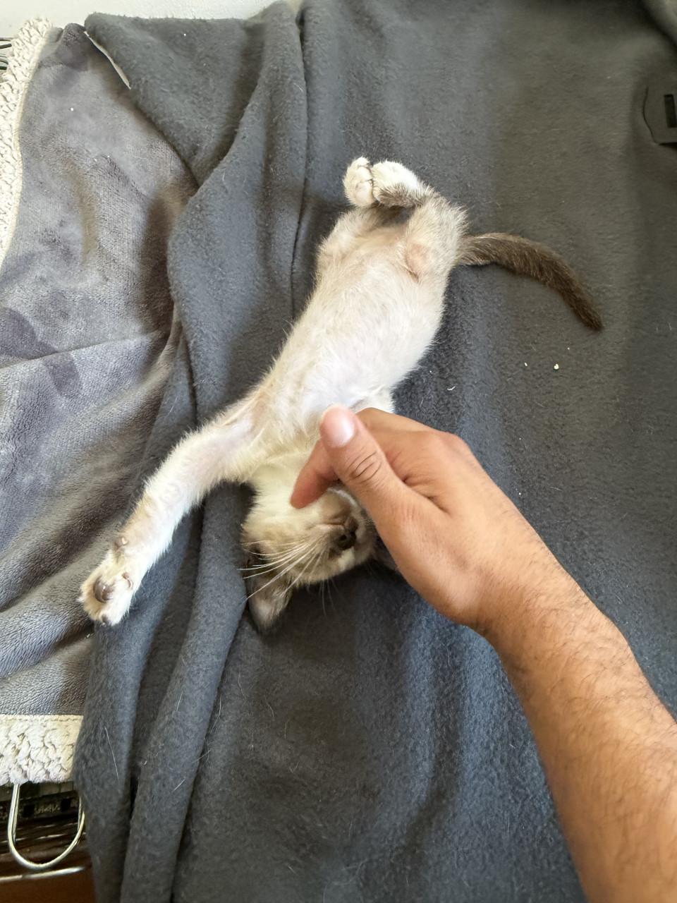 Kittens