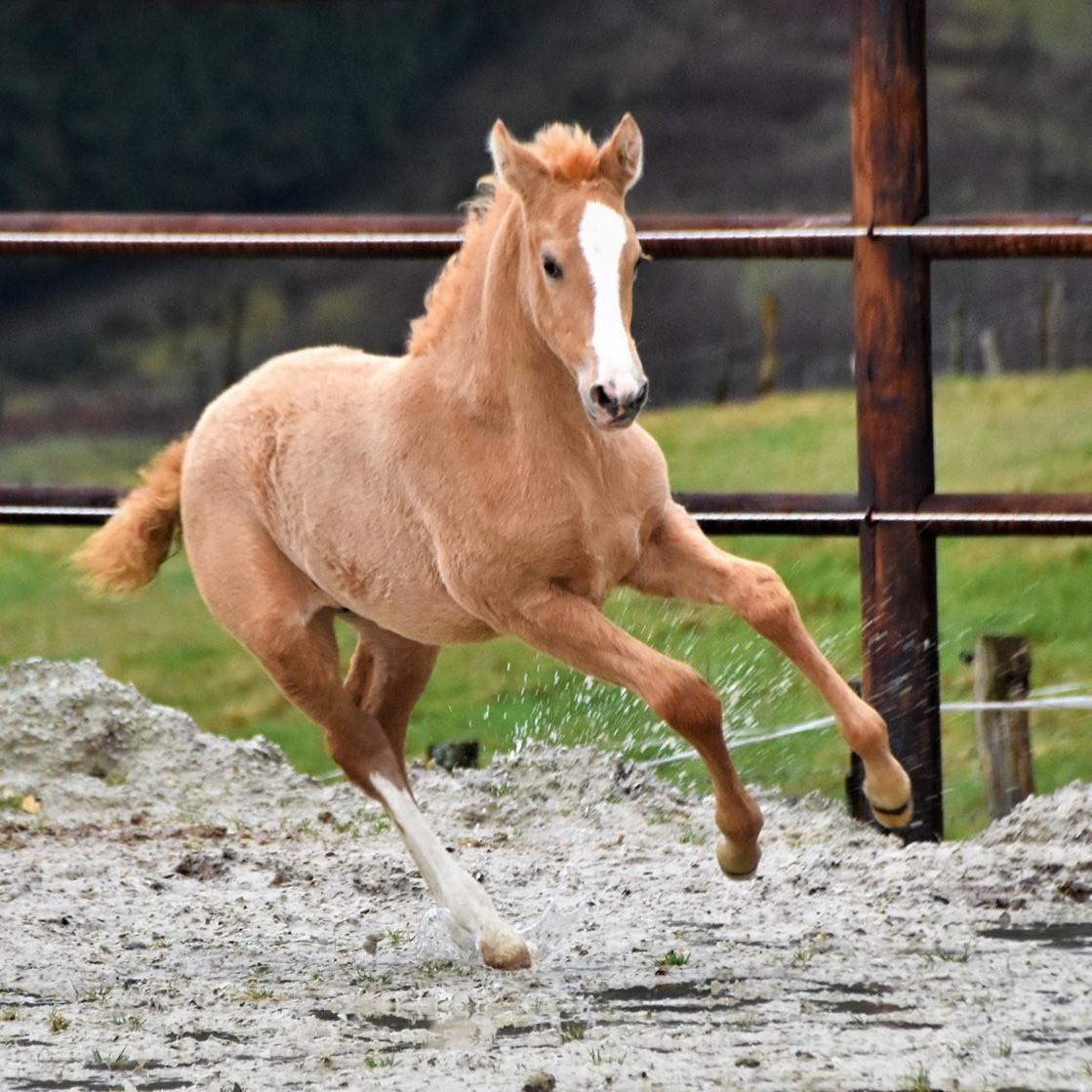5-jarige Palomino PRE merrie