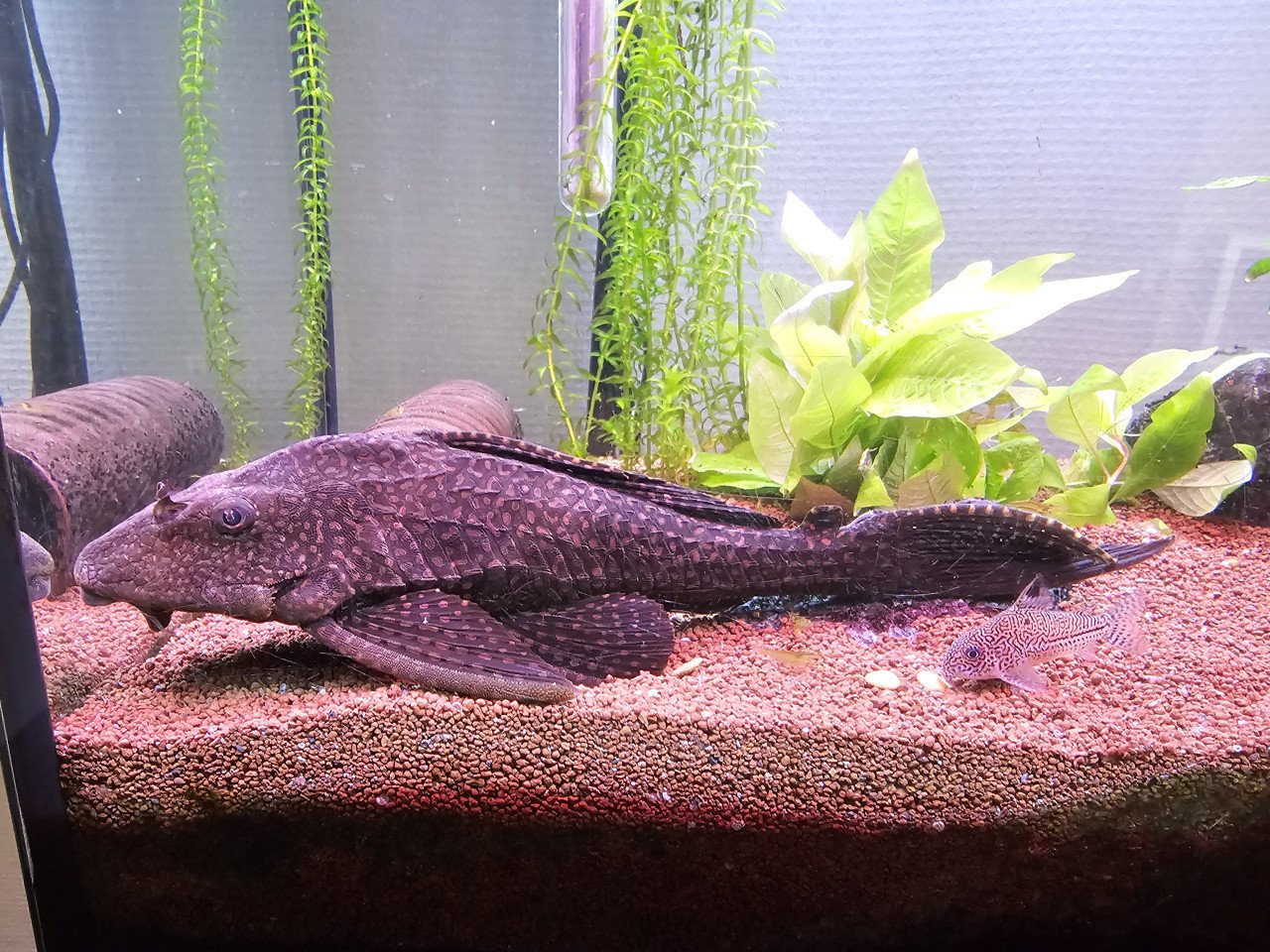 Aquarium inclusief grote pleco