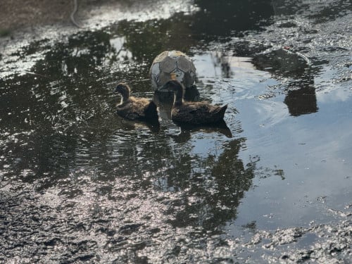 Twee jonge loopeenden