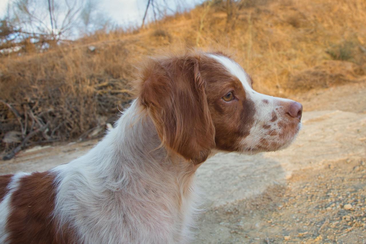 Deze superlieve hond zoekt en lief baasje