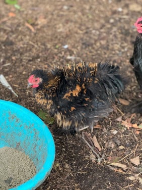 Kuikens cochin en zijdehoen krul en zijdeveer