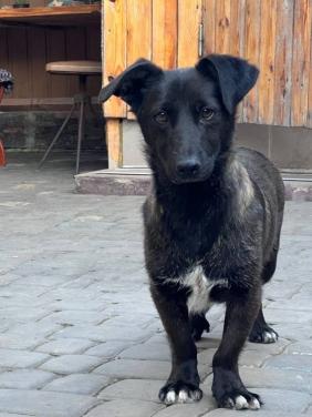 Klein hondje reu gecastreerd gechipt ontwormt ontvlooit  heeft Paspoort en