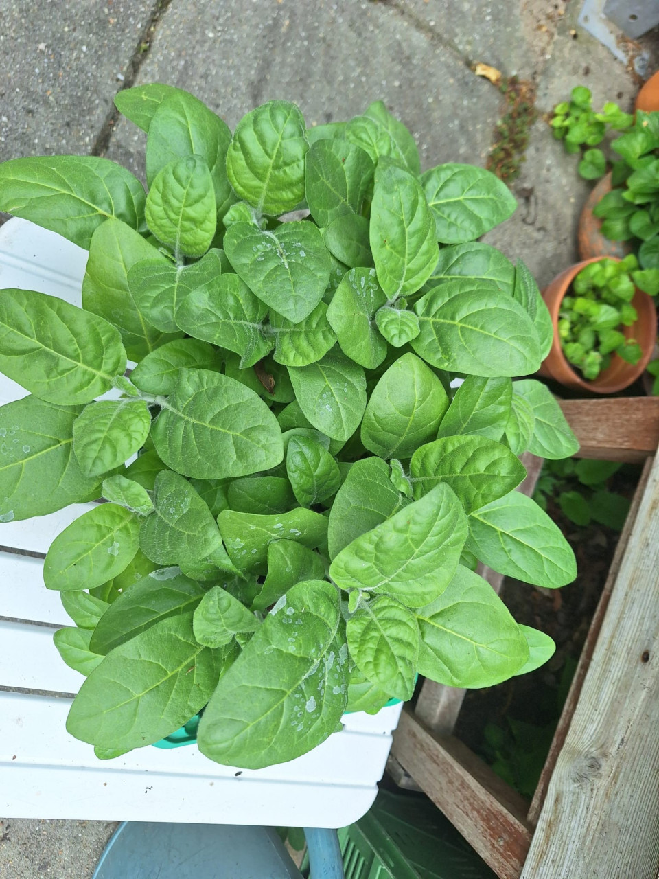 Tabaksplant  ( nicotiana tabacum )