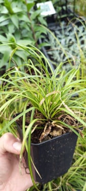 Diverse soorten grassen te koop, beperkt in het plantenkraam!  € 1.25 p/st