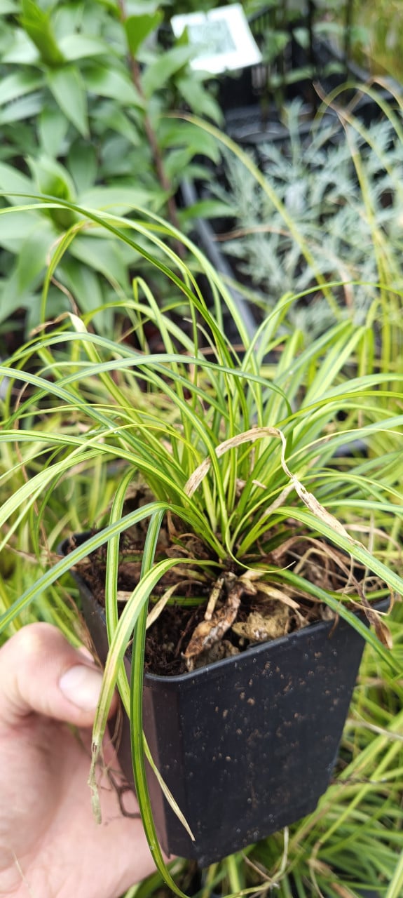 Diverse soorten grassen te koop, beperkt in het plantenkraam!  € 1.25 p/st