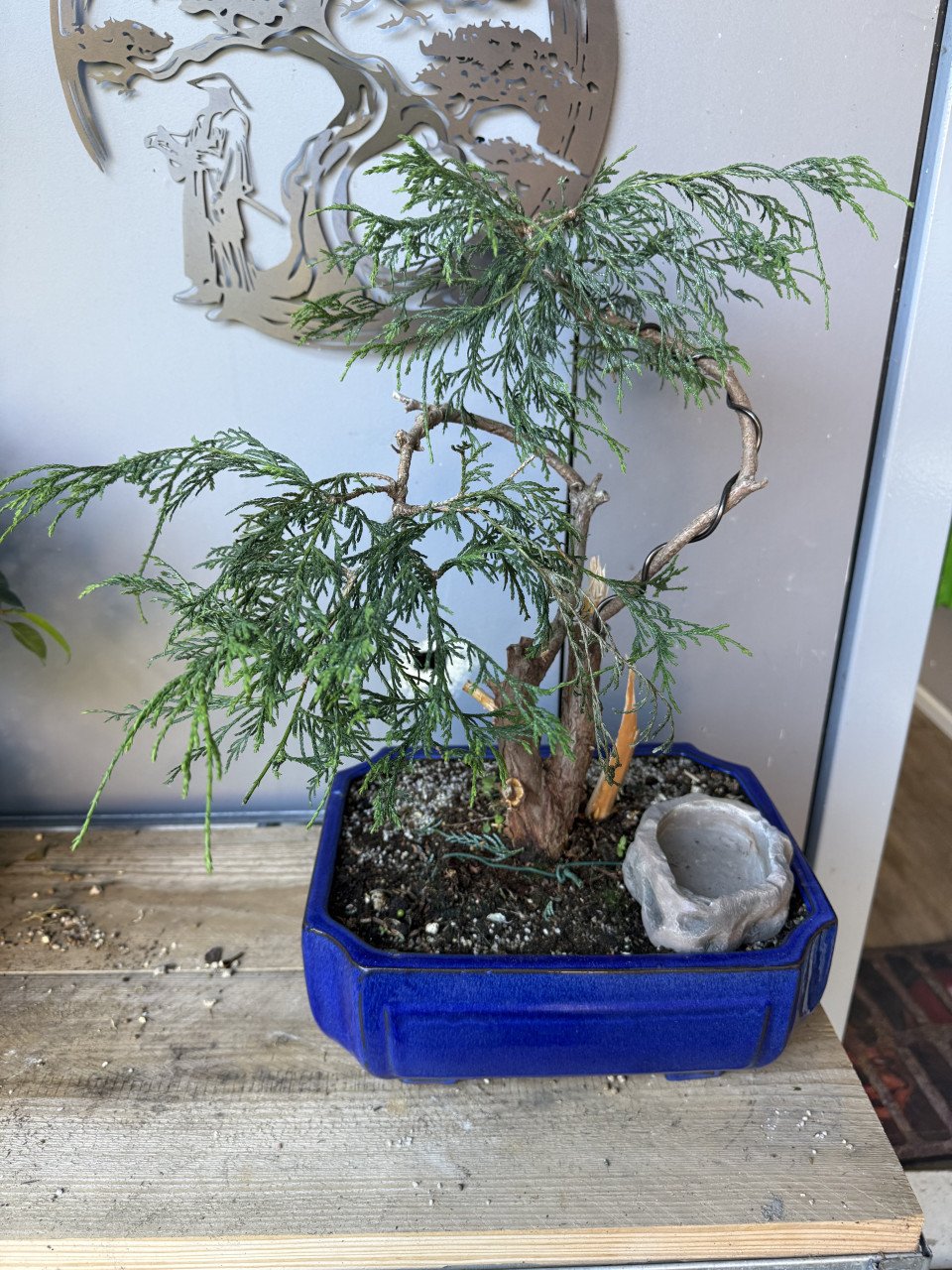 Bonsai 3x starters