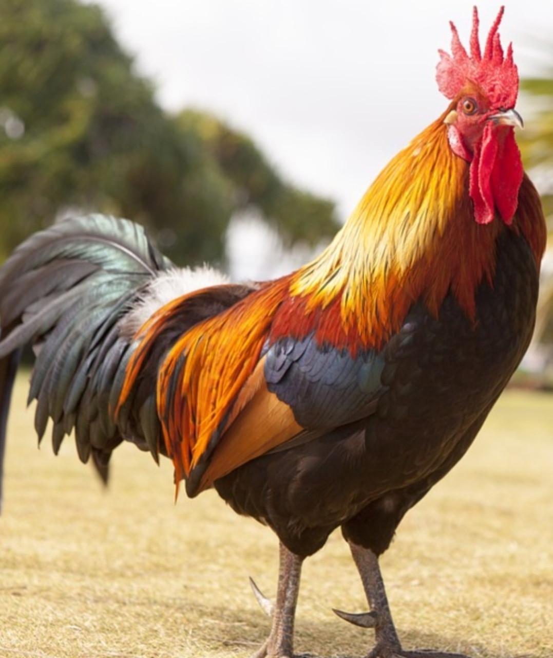 Haan hanen kip kippen