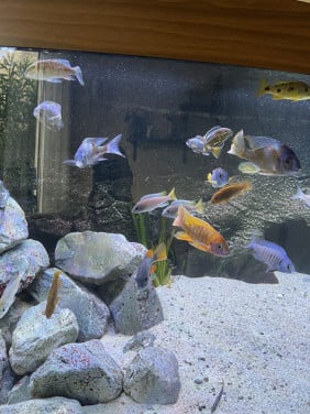 Fraai Juwel Vision 450 aquarium met Malawi biotoop