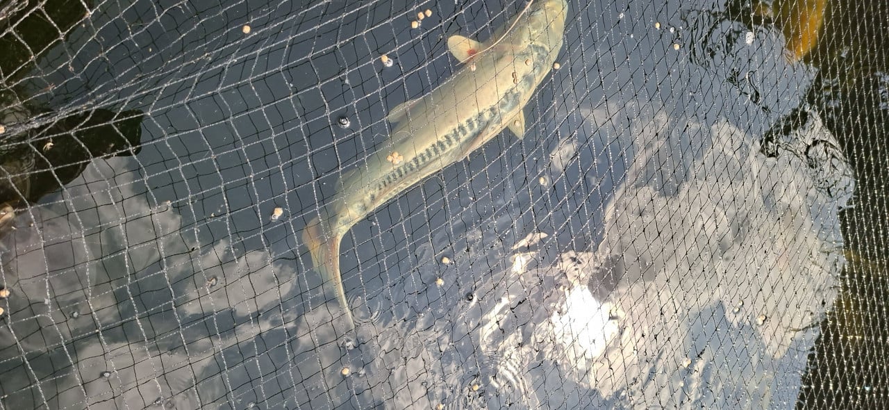 Koi/ karper / vijvervissen