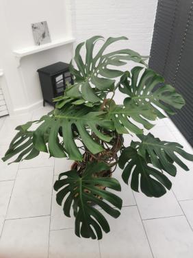 Gatenplant (monstera)