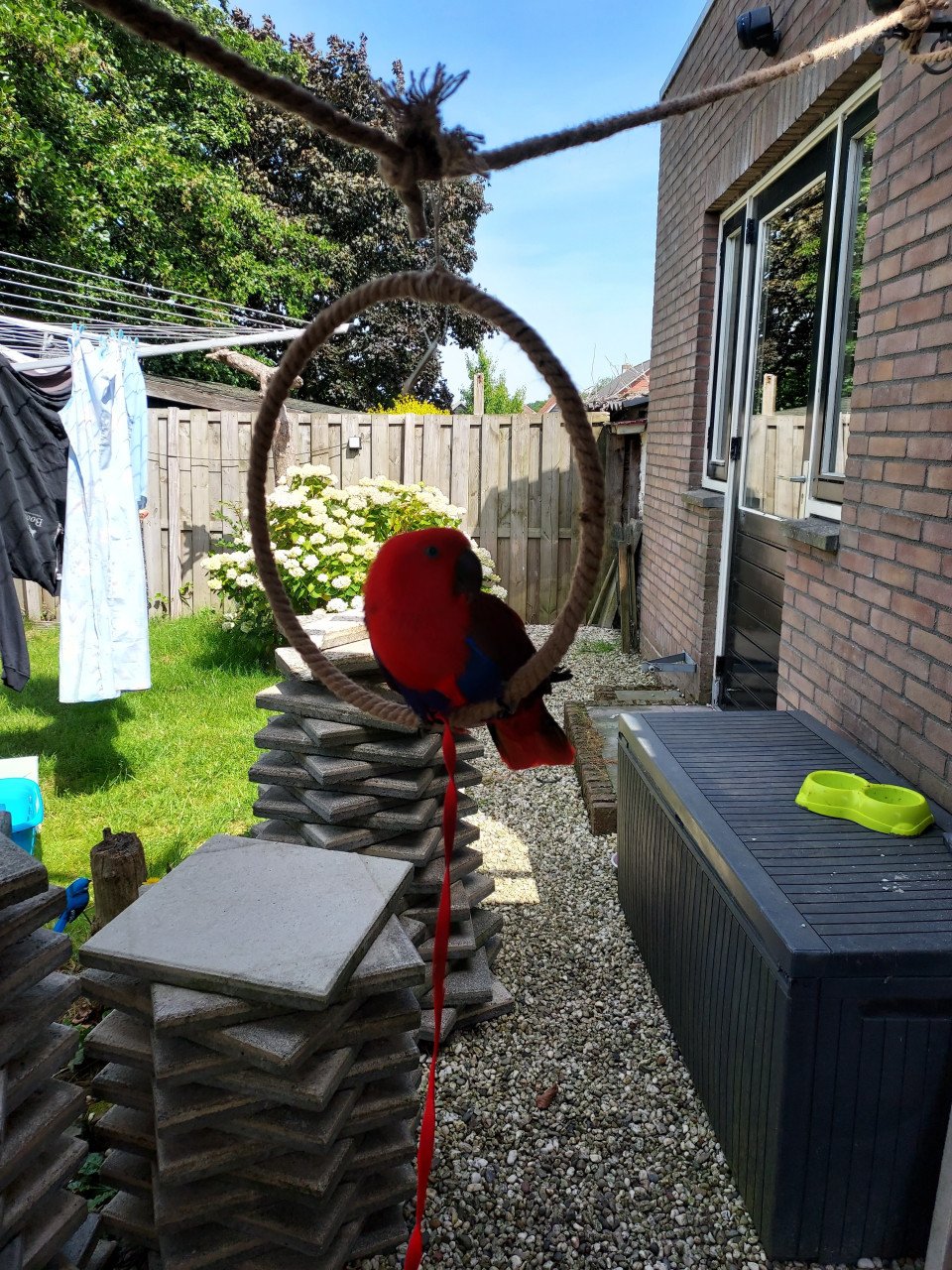 Te koop papagaai  met toebehoren