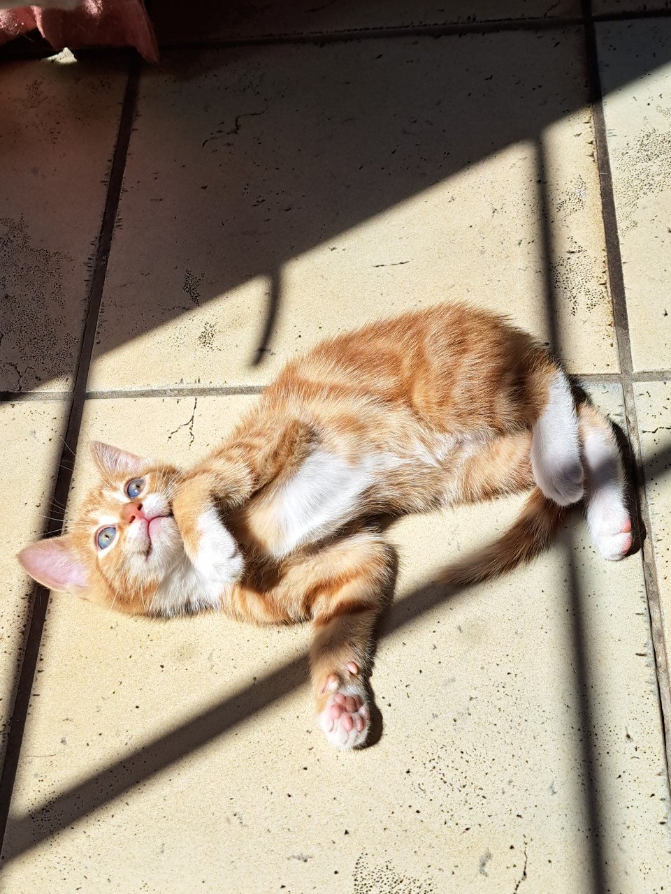 Te koop kittens
