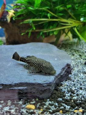 Ancistrus mannen en vrouwen tussen 4 en 8cm