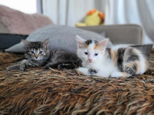 Lieve kittens